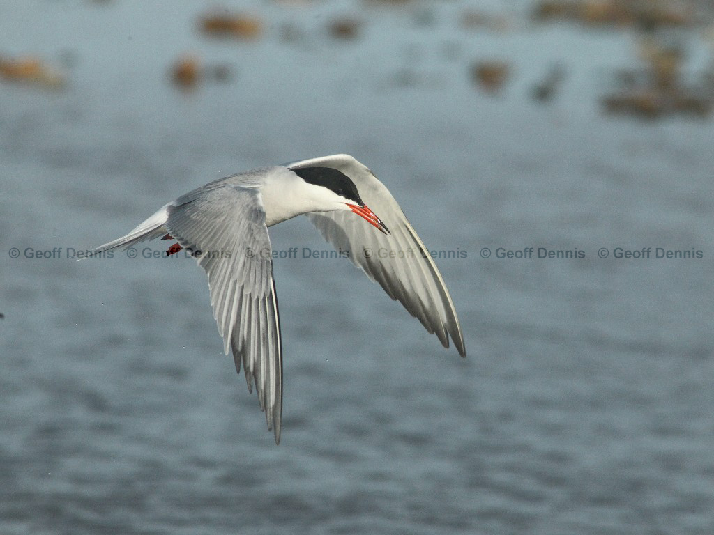 COTE-BY_Common-Tern