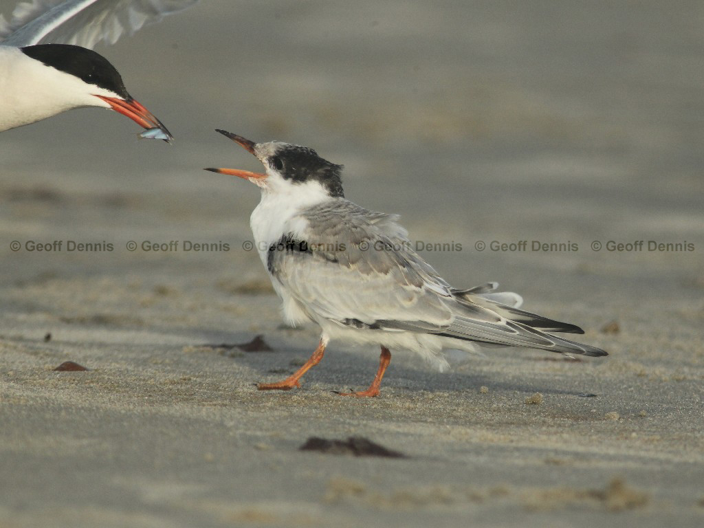 COTE-BZ_Common-Tern