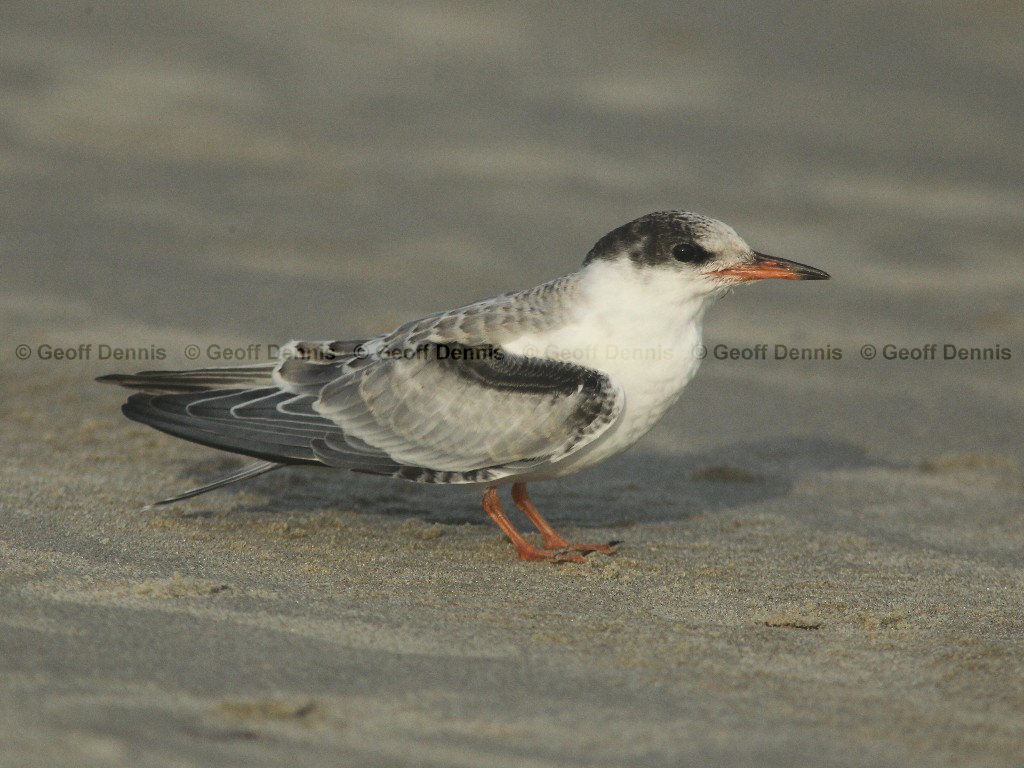 COTE-CA_Common-Tern