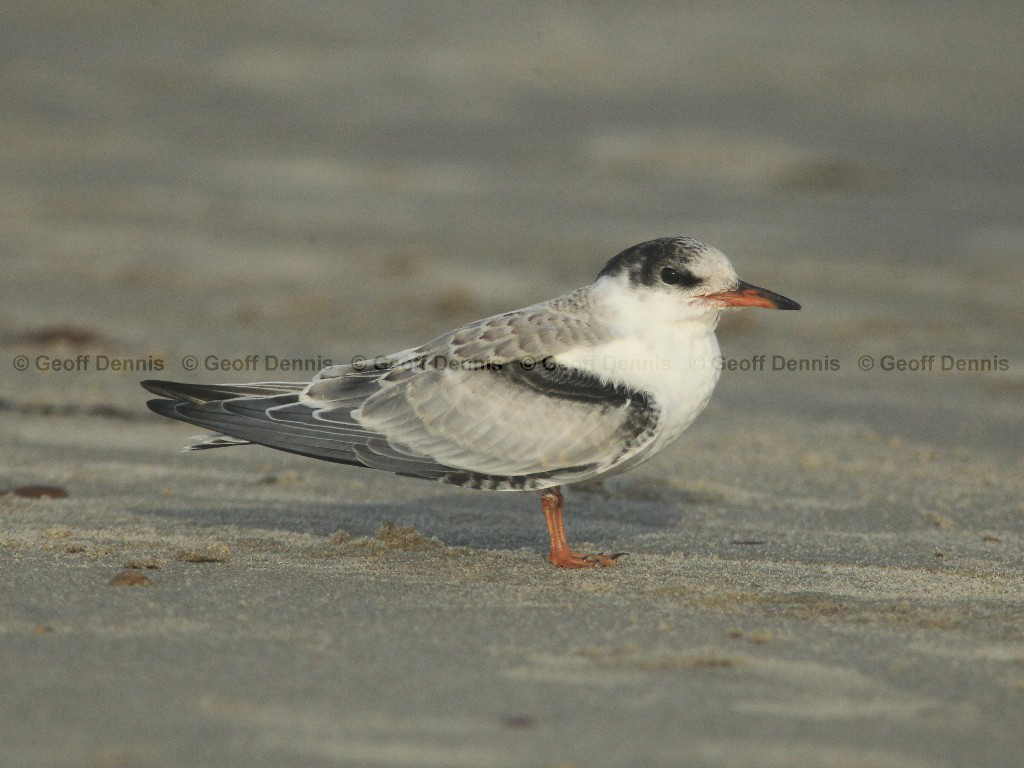 COTE-CB_Common-Tern
