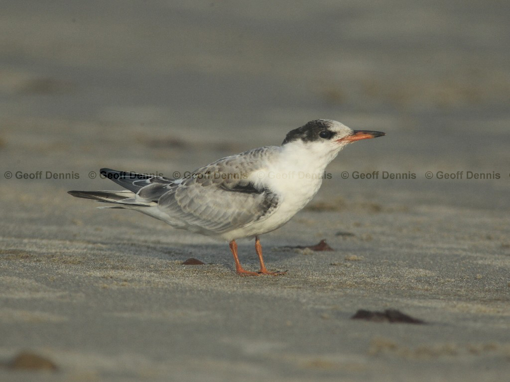 COTE-CC_Common-Tern