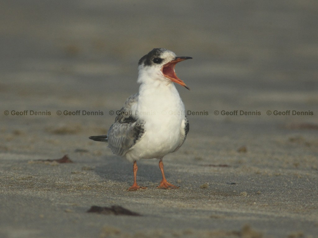 COTE-CD_Common-Tern