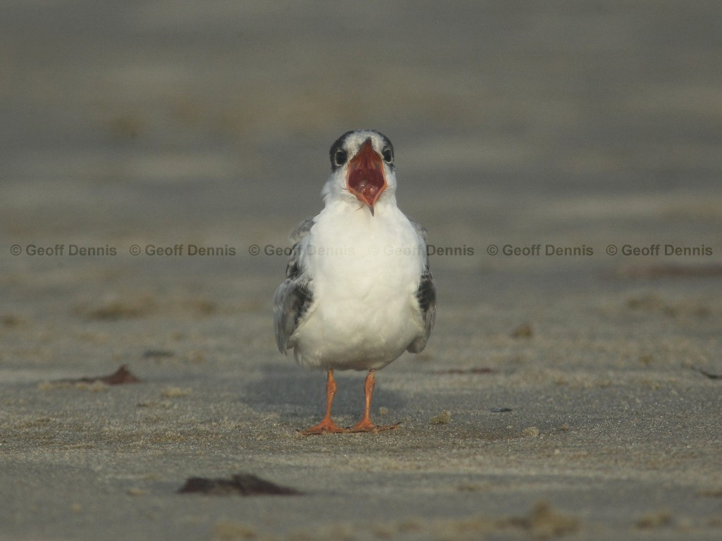 COTE-CE_Common-Tern