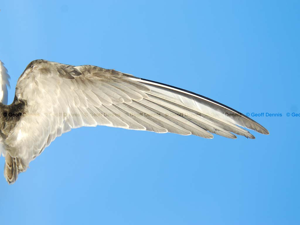 COTE-CF_Common-Tern