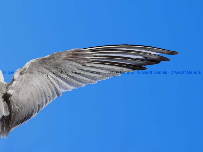 COTE-CFb_Common-Tern