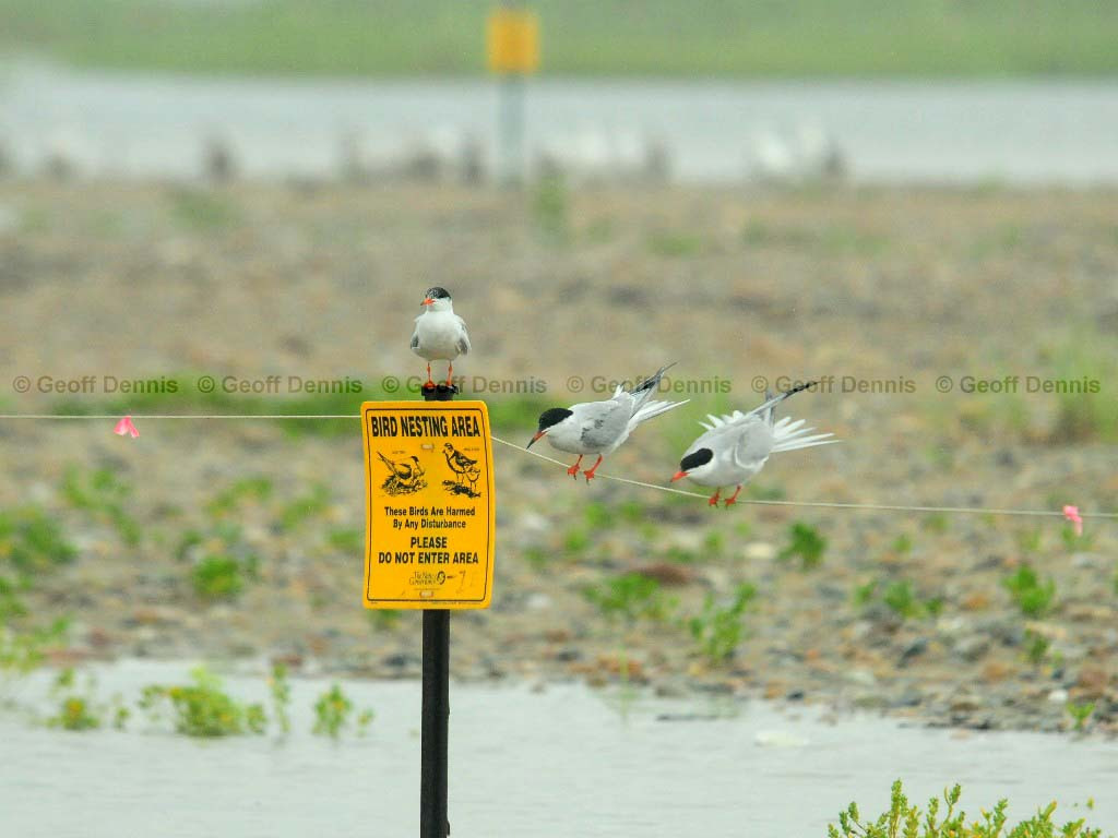 COTE-CG_Common-Tern