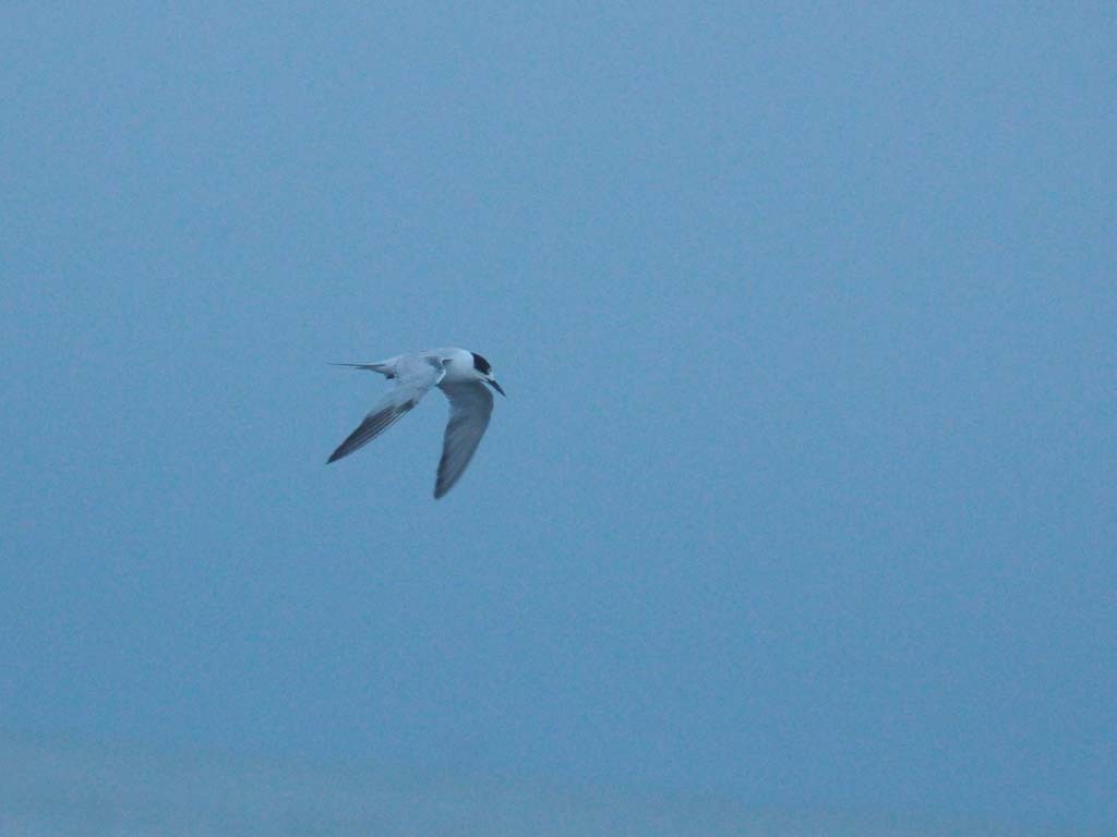 COTE-CH_Common-Tern