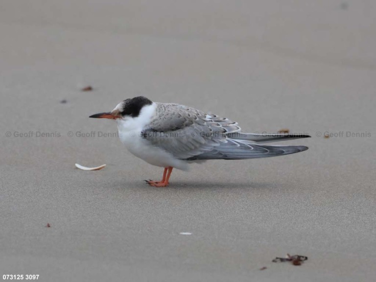 COTE-CI_Common-Tern