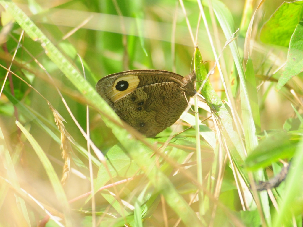 Common-Wood-Nymph-AA