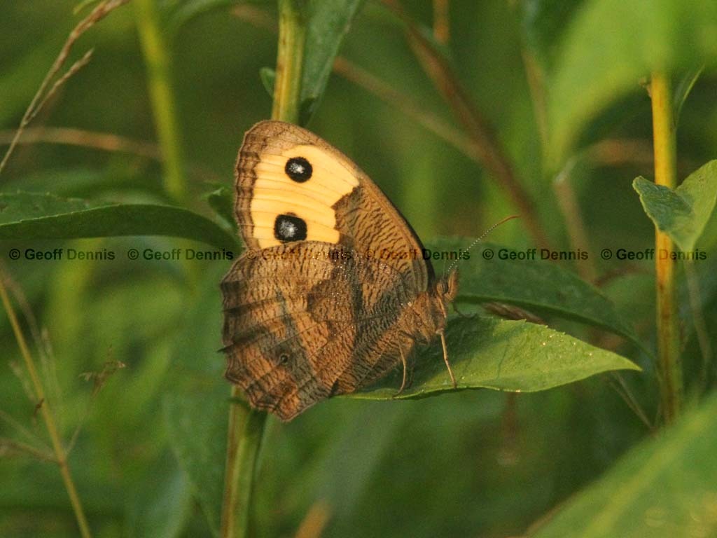Common-Wood-Nymph-AB
