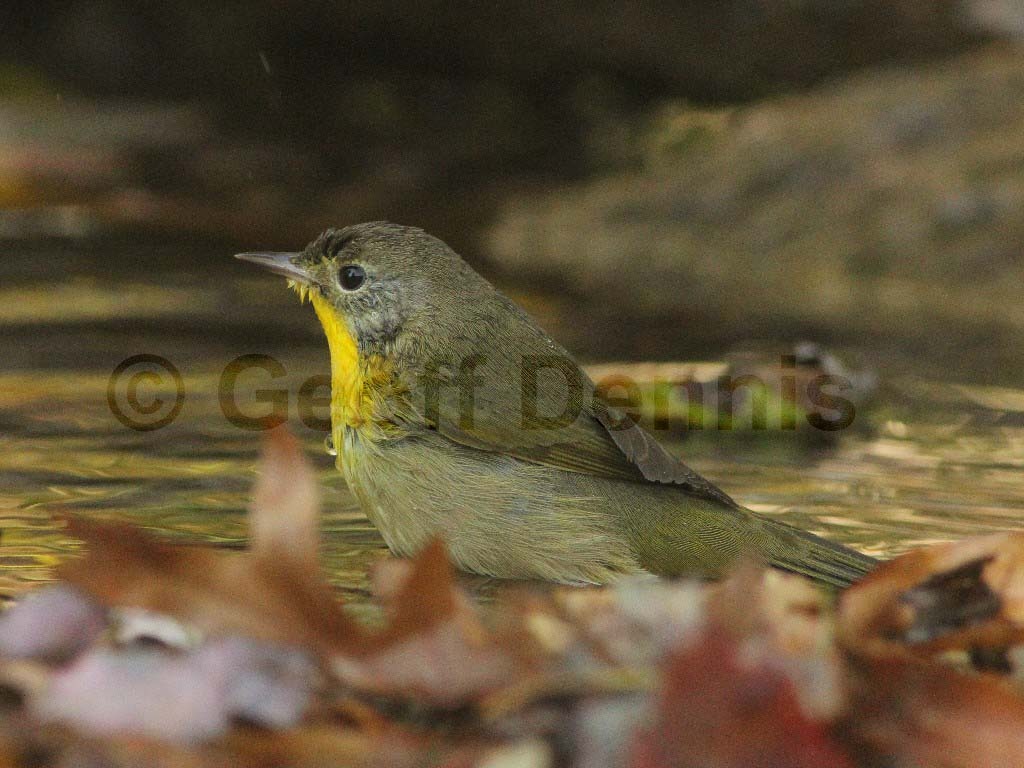 COYE-AA_Common-Yellowthroat