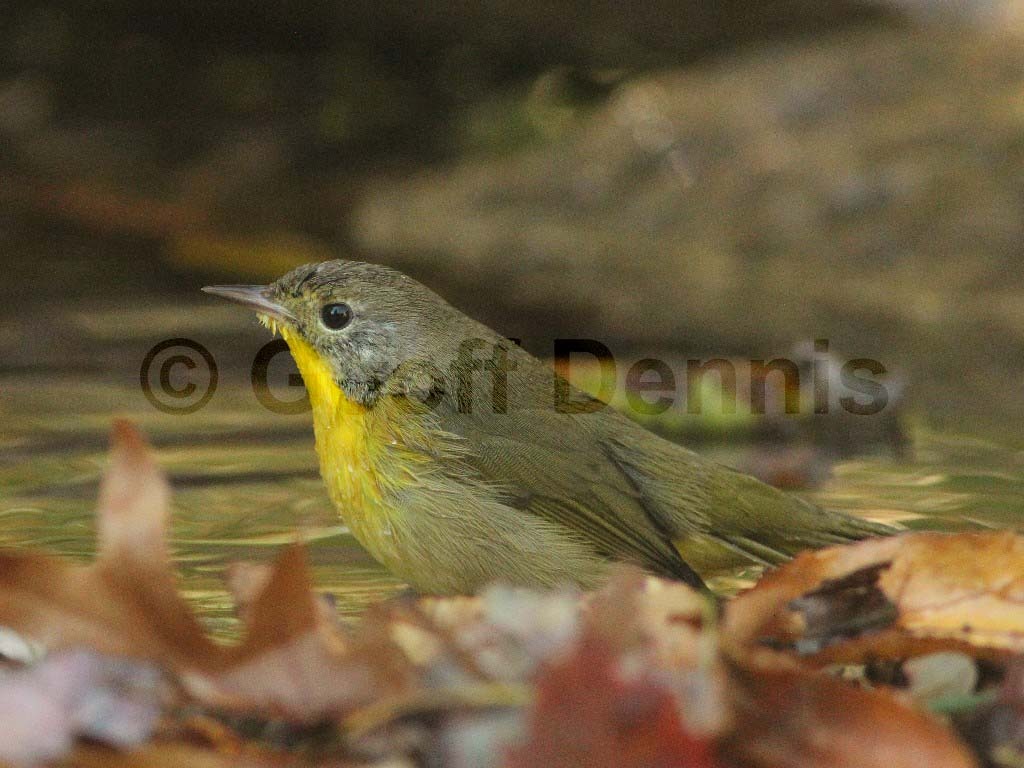 COYE-AB_Common-Yellowthroat