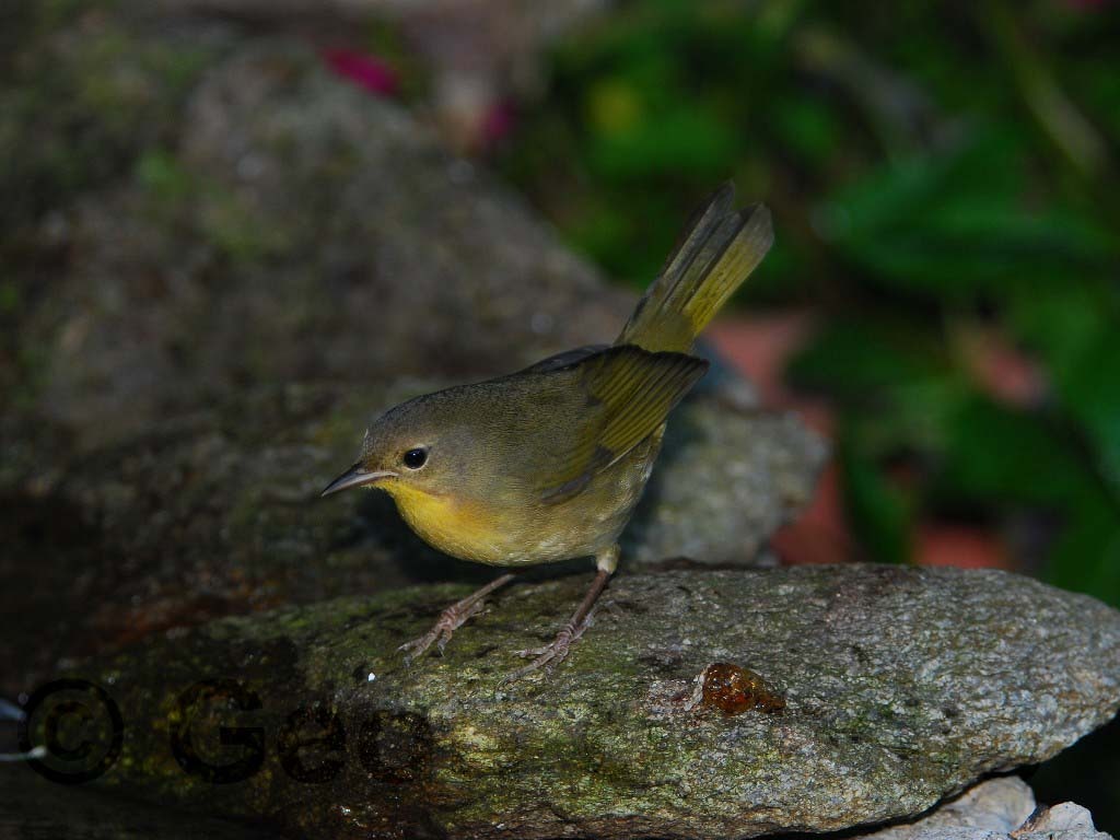 COYE-AC_Common-Yellowthroat