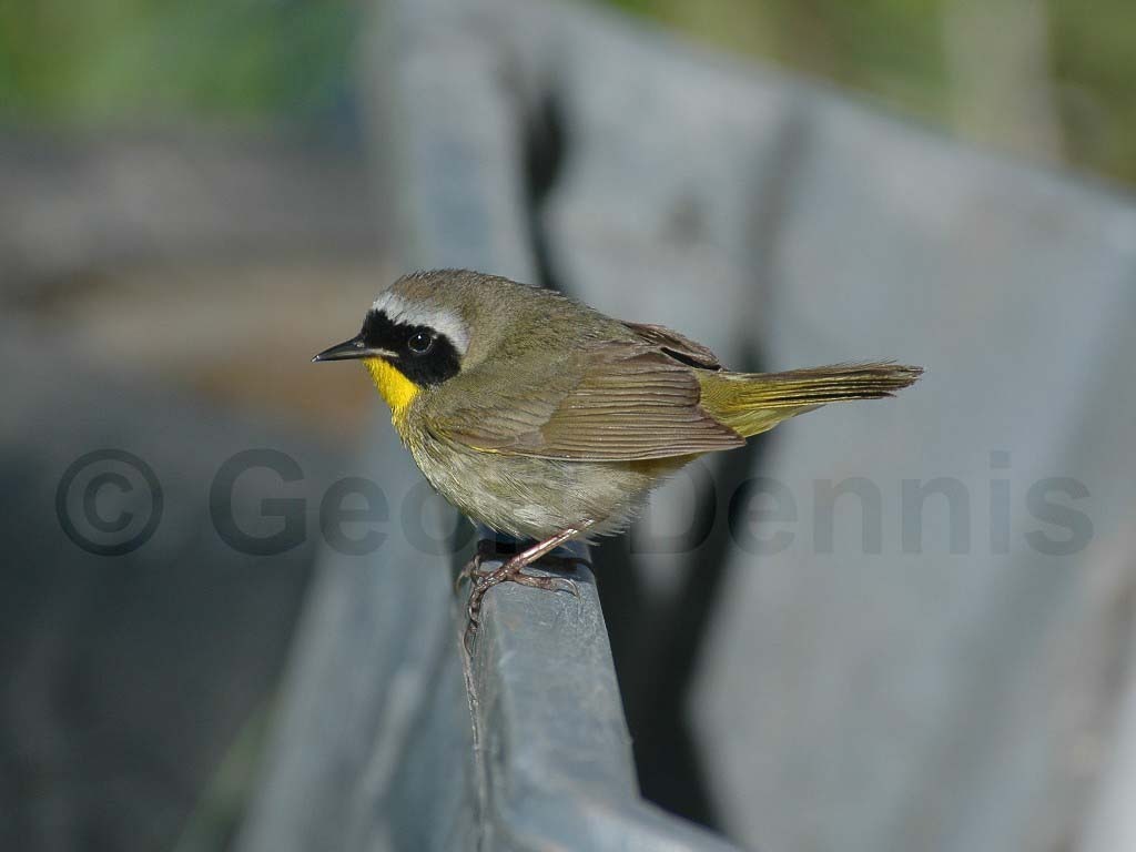 COYE-AD_Common-Yellowthroat