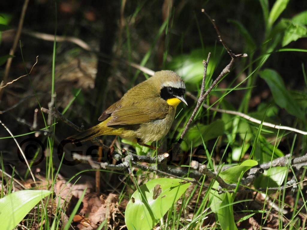 COYE-AE_Common-Yellowthroat