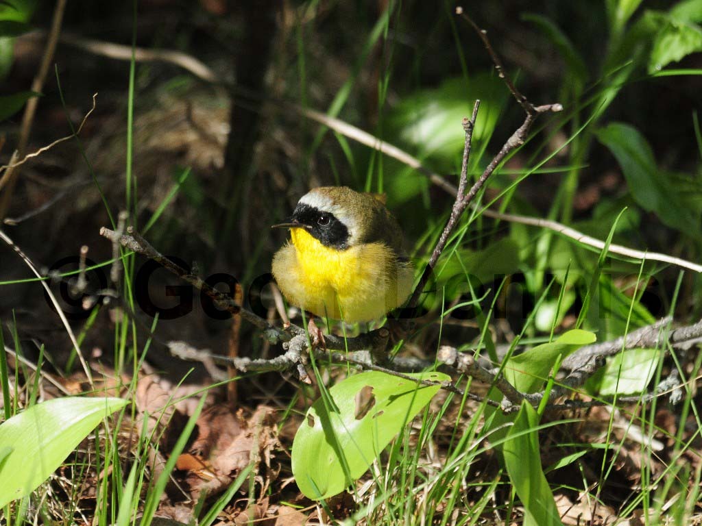 COYE-AF_Common-Yellowthroat
