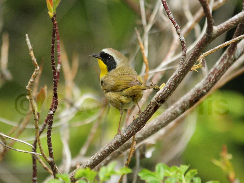 COYE-AG_Common-Yellowthroat