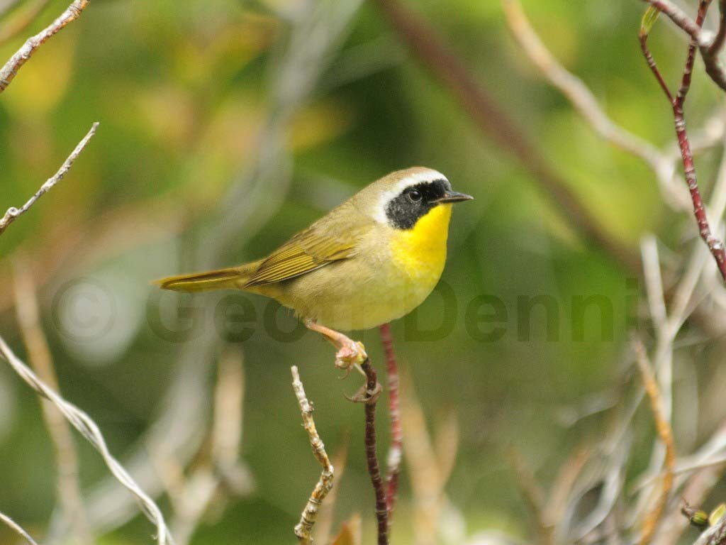 COYE-AH_Common-Yellowthroat
