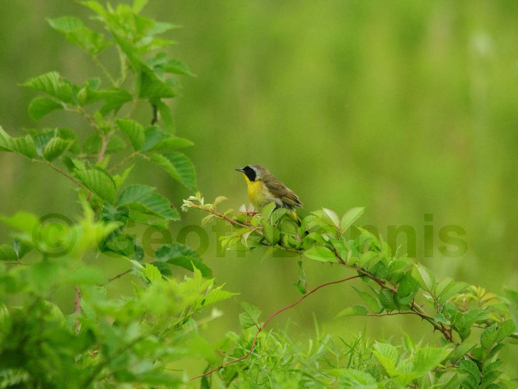 COYE-AI_Common-Yellowthroat