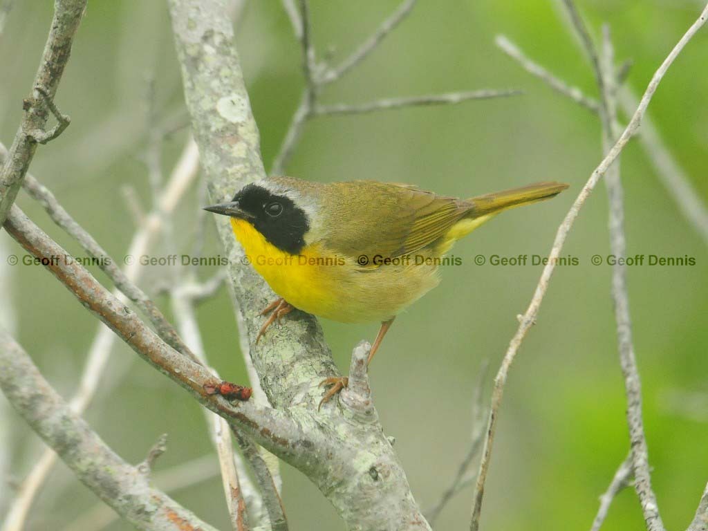 COYE-AJ_Common-Yellowthroat