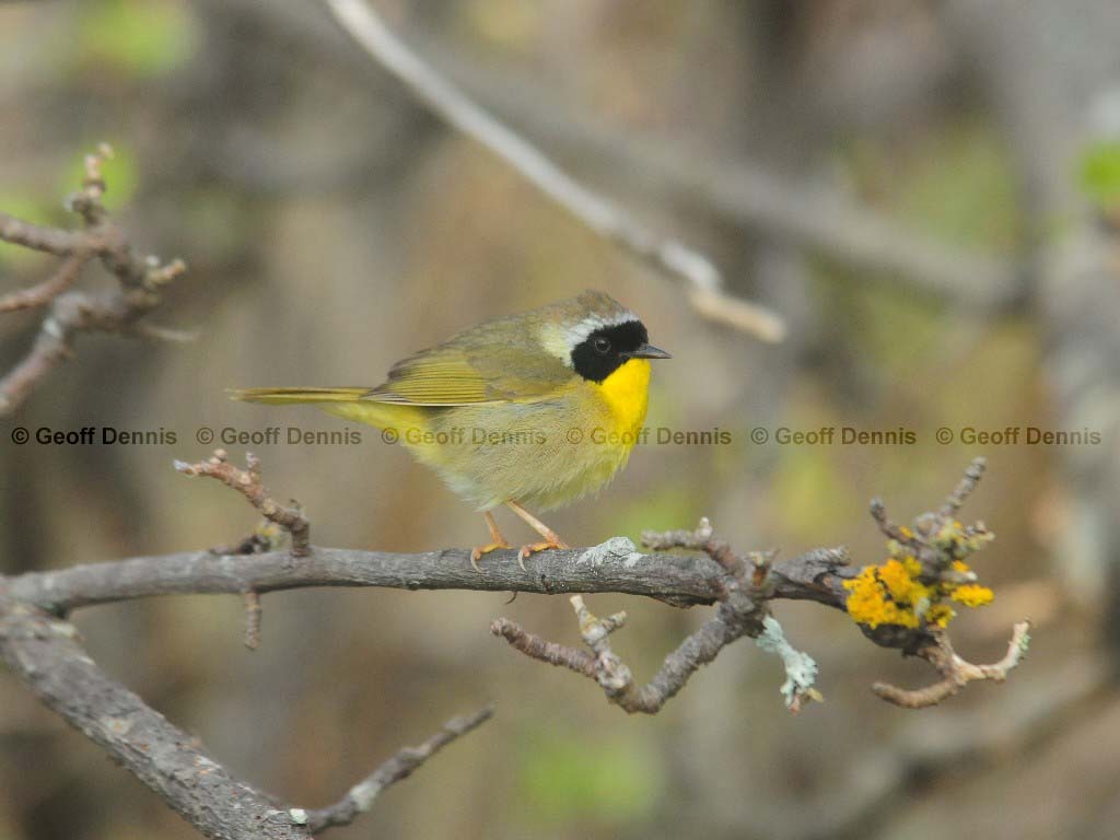 COYE-AK_Common-Yellowthroat
