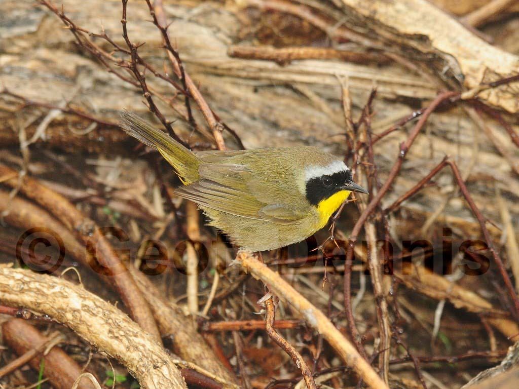 COYE-AL_Common-Yellowthroat