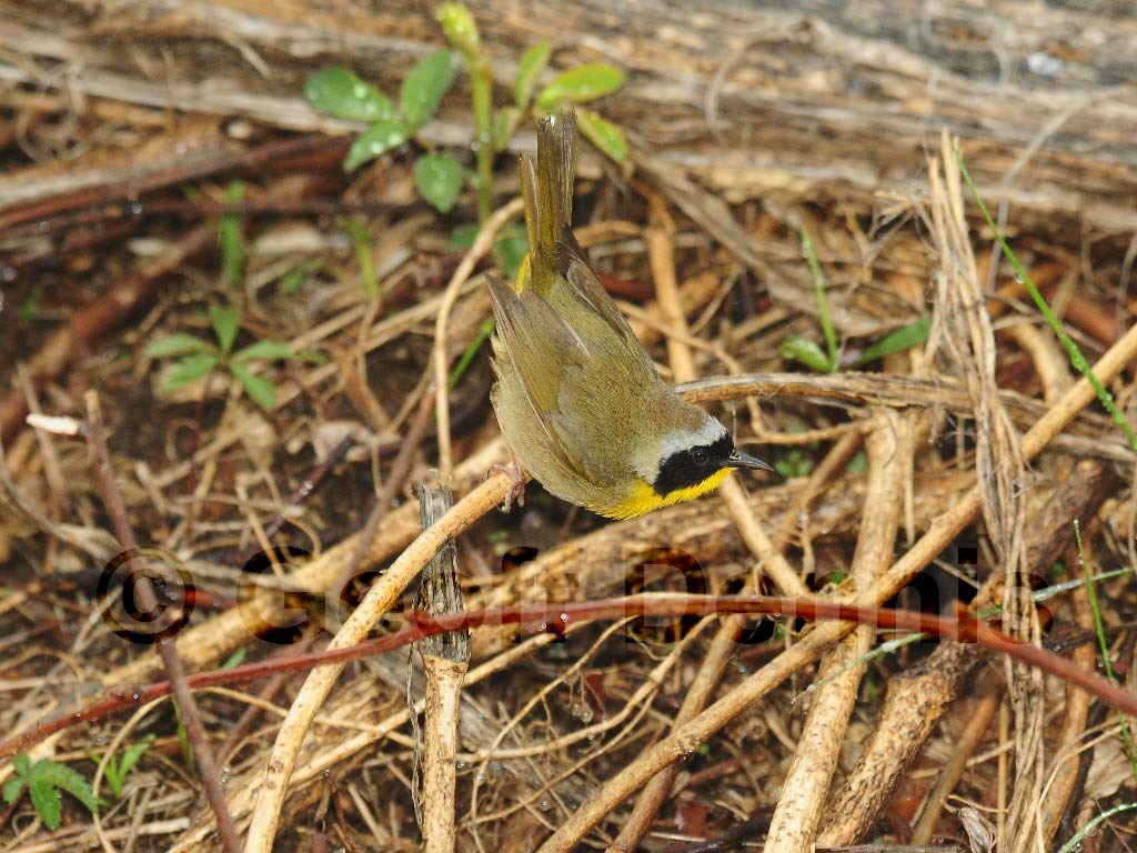 COYE-AM_Common-Yellowthroat