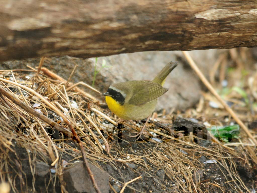 COYE-AN_Common-Yellowthroat