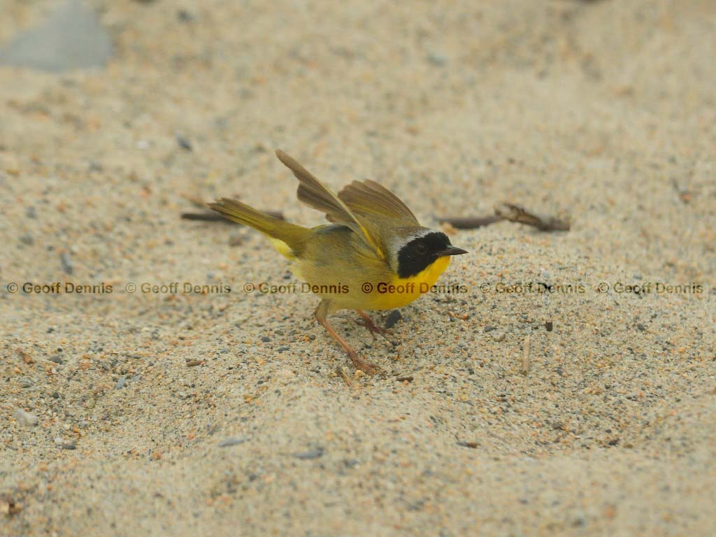 COYE-AO_Common-Yellowthroat