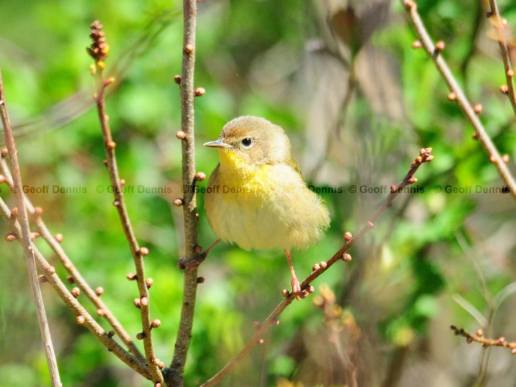 COYE-AP_Common-Yellowthroat
