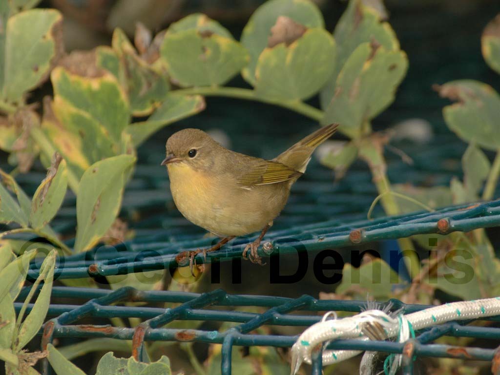 COYE-AQ_Common-Yellowthroat