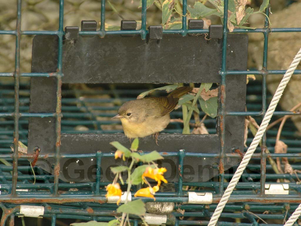 COYE-AR_Common-Yellowthroat