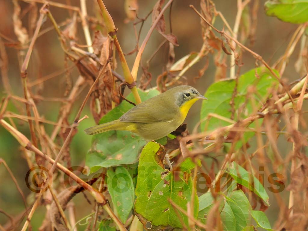 COYE-AS_Common-Yellowthroat