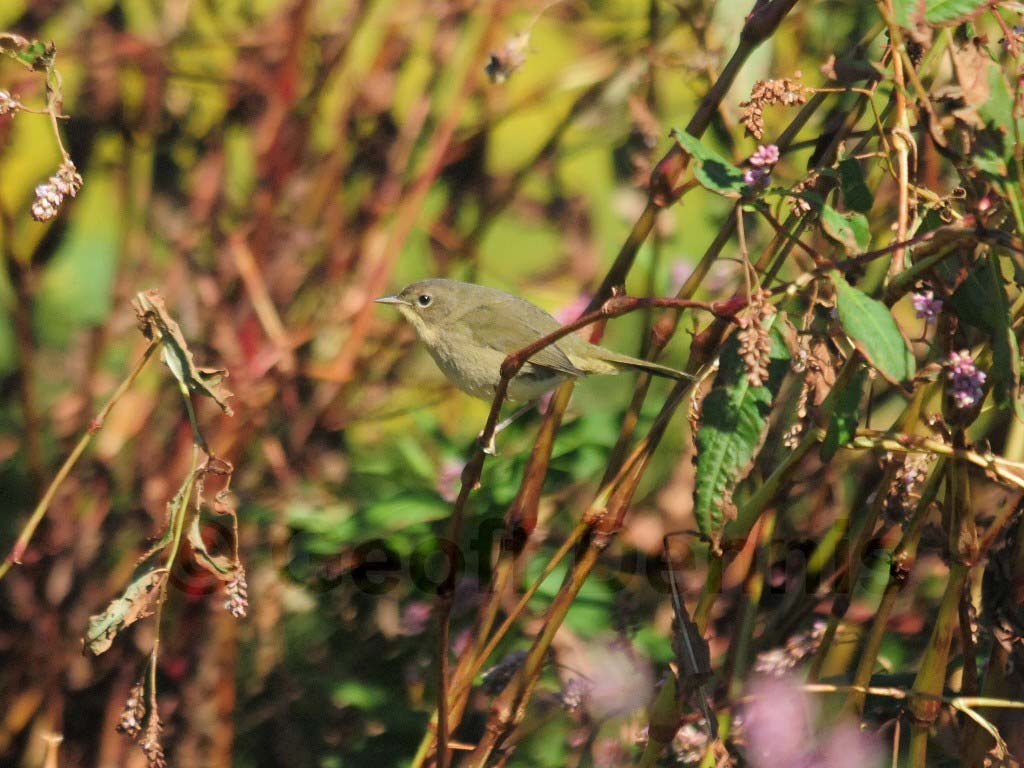 COYE-AT_Common-Yellowthroat