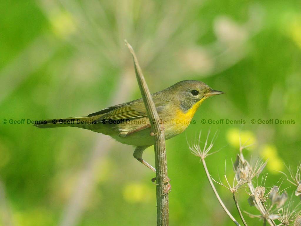 COYE-AU_Common-Yellowthroat