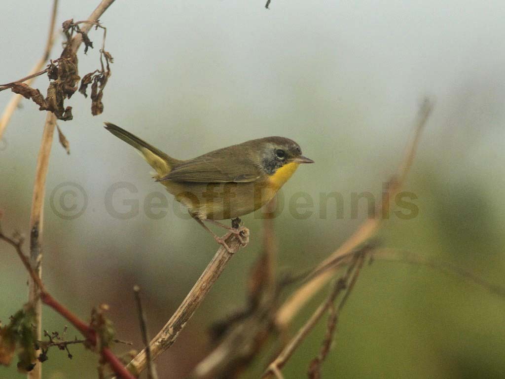 COYE-AV_Common-Yellowthroat