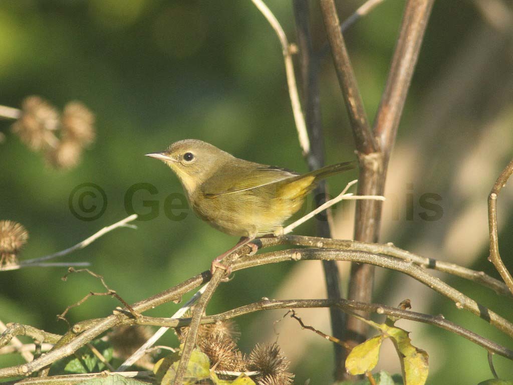 COYE-AW_Common-Yellowthroat