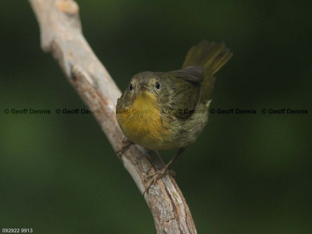 COYE-AX_Common-Yellowthroat