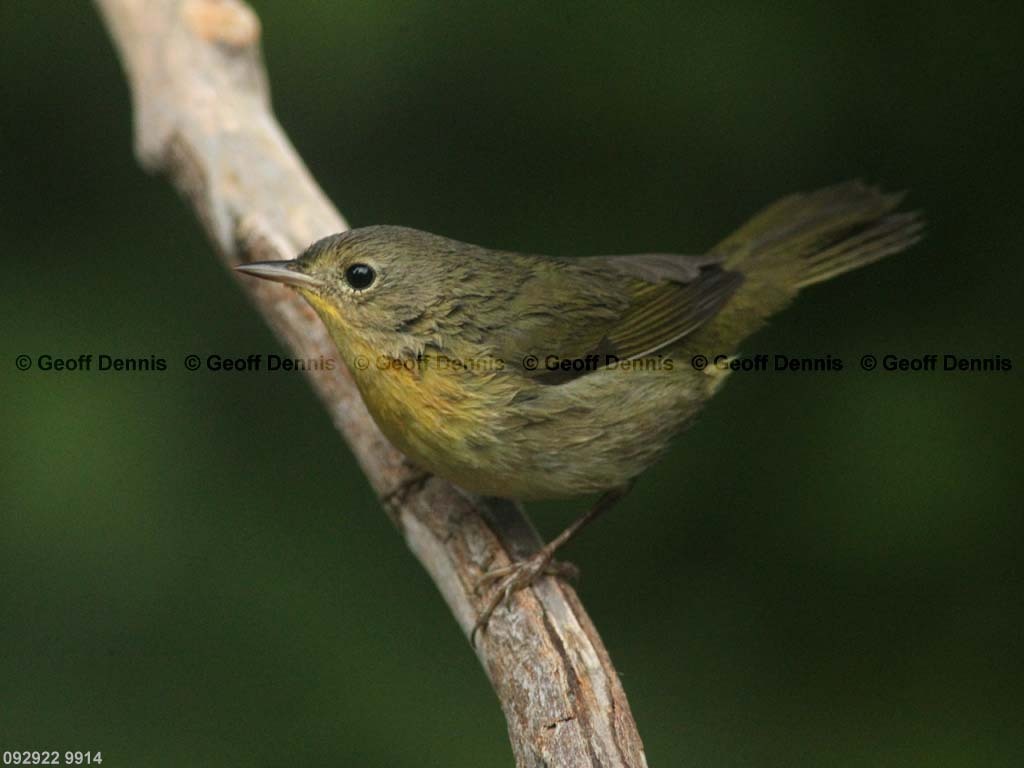 COYE-AY_Common-Yellowthroat