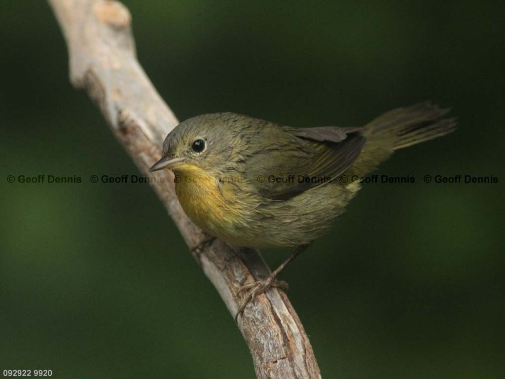 COYE-AZ_Common-Yellowthroat