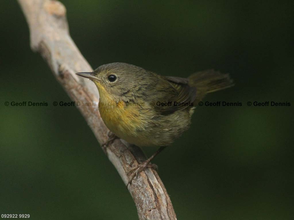 COYE-BA_Common-Yellowthroat