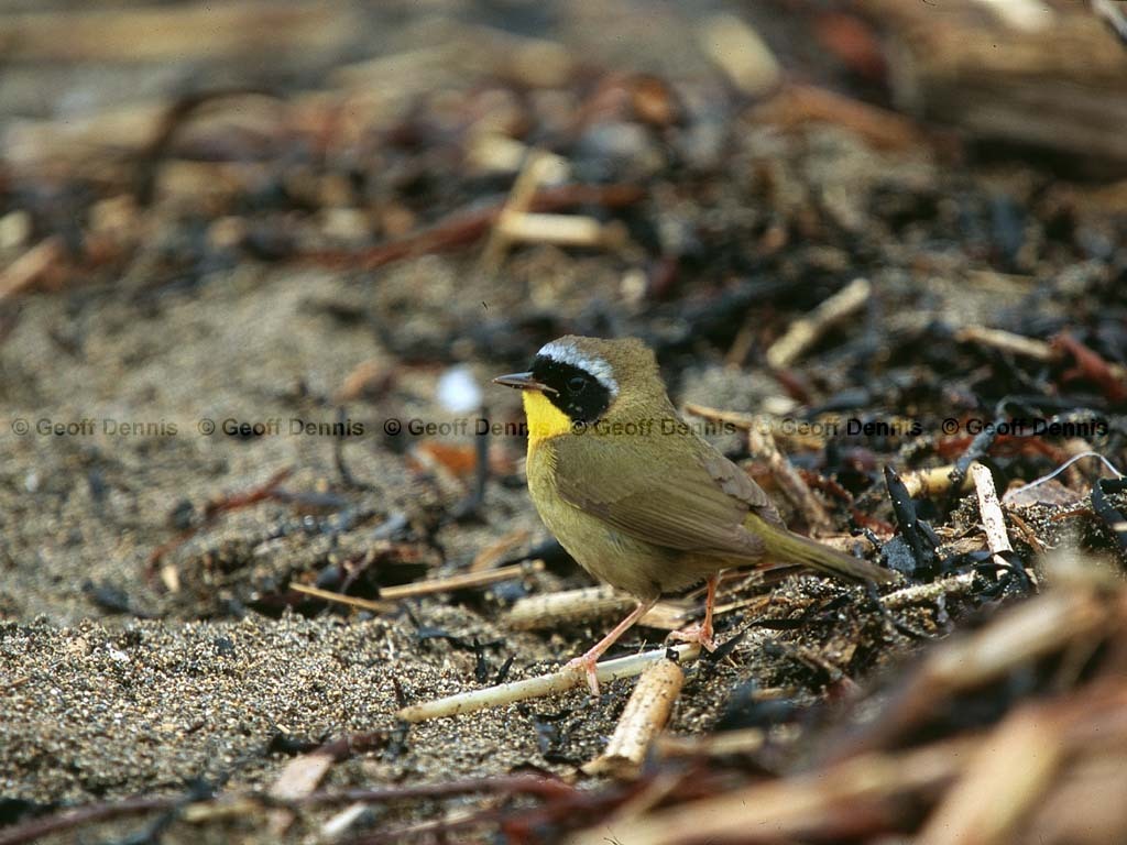 COYE-BB_Common-Yellowthroat