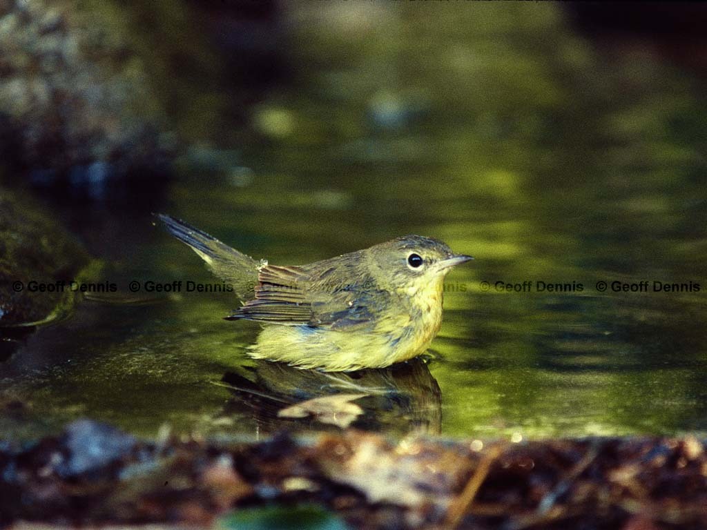 COYE-BC_Common-Yellowthroat