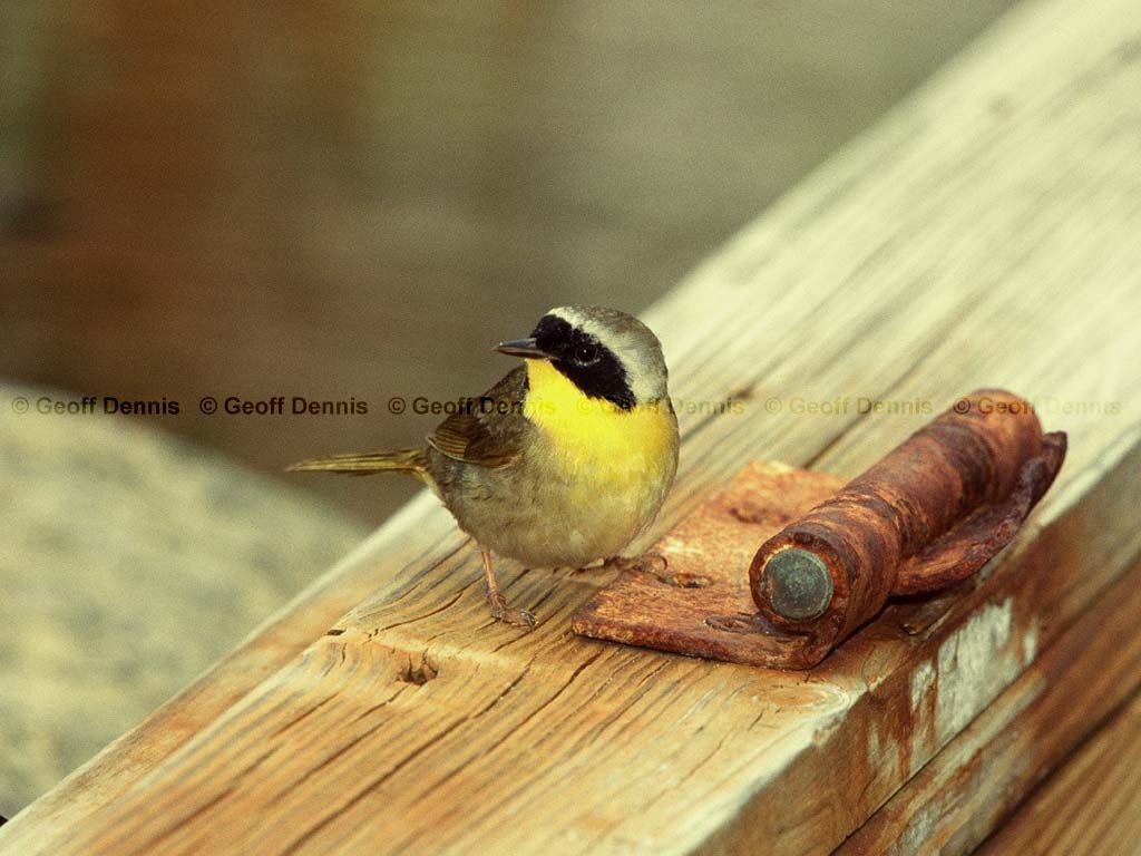 COYE-BD_Common-Yellowthroat