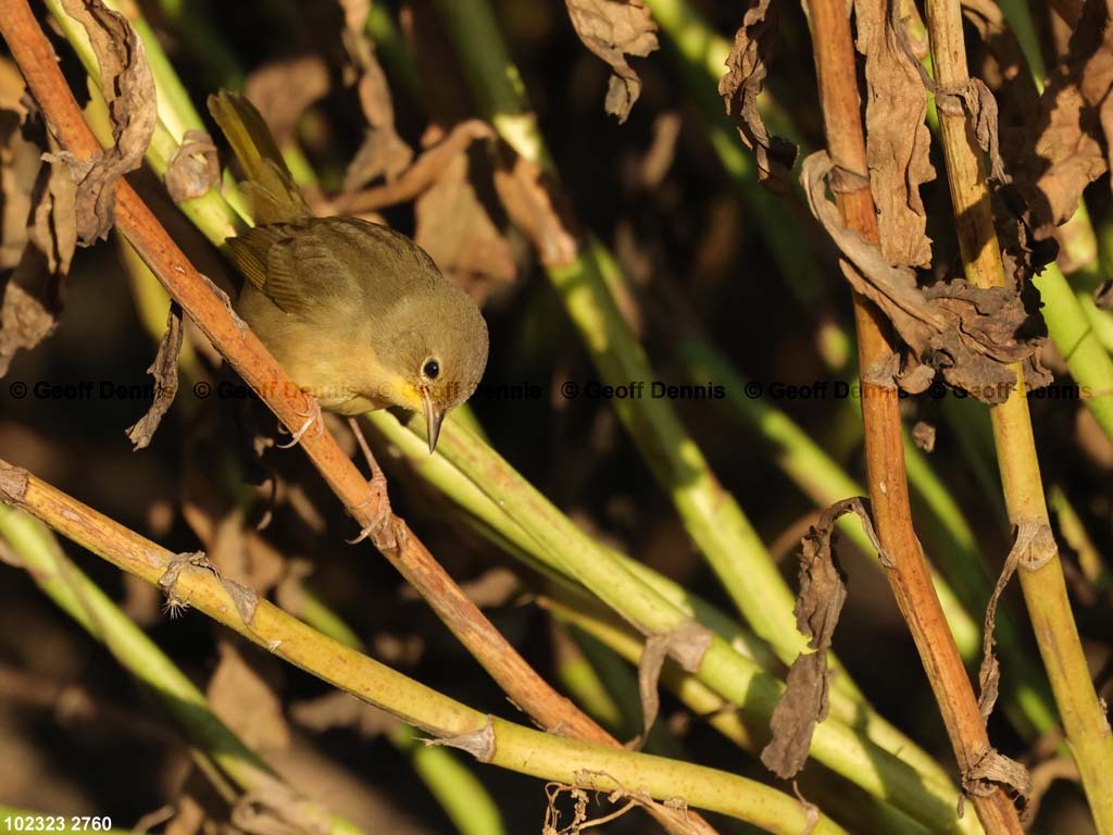 COYE-BE_Common-Yellowthroat