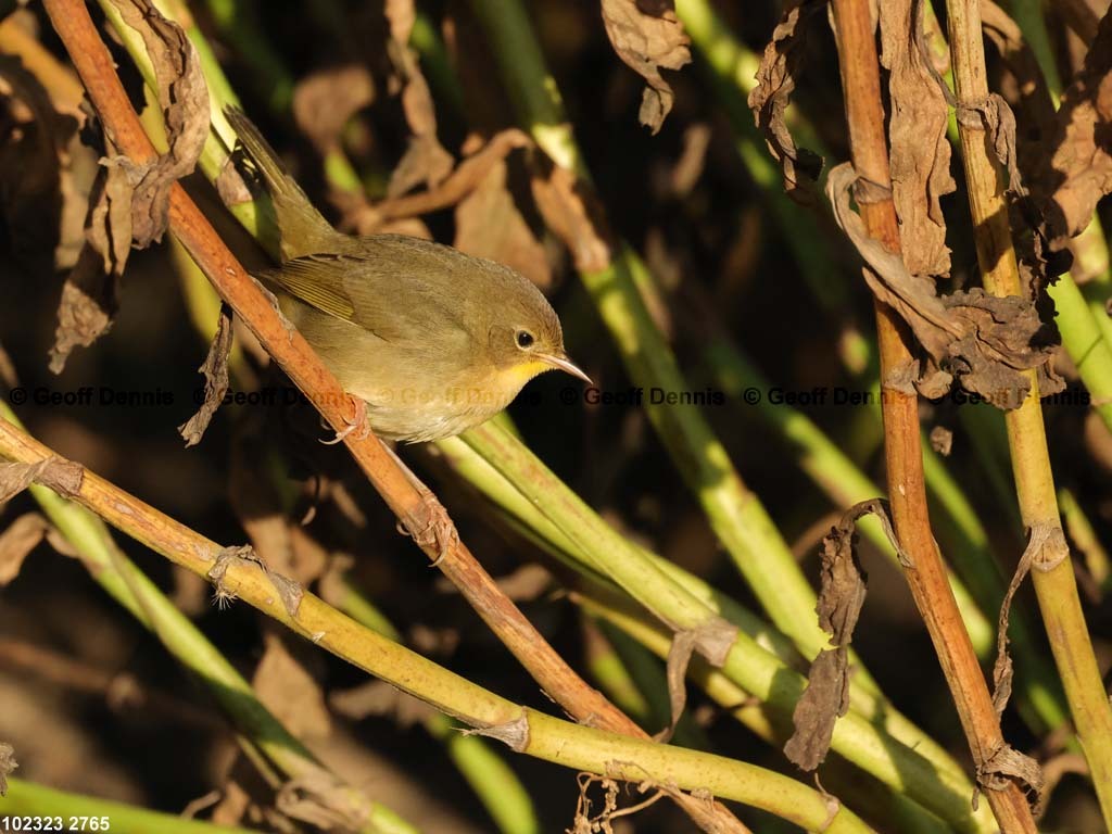 COYE-BF_Common-Yellowthroat