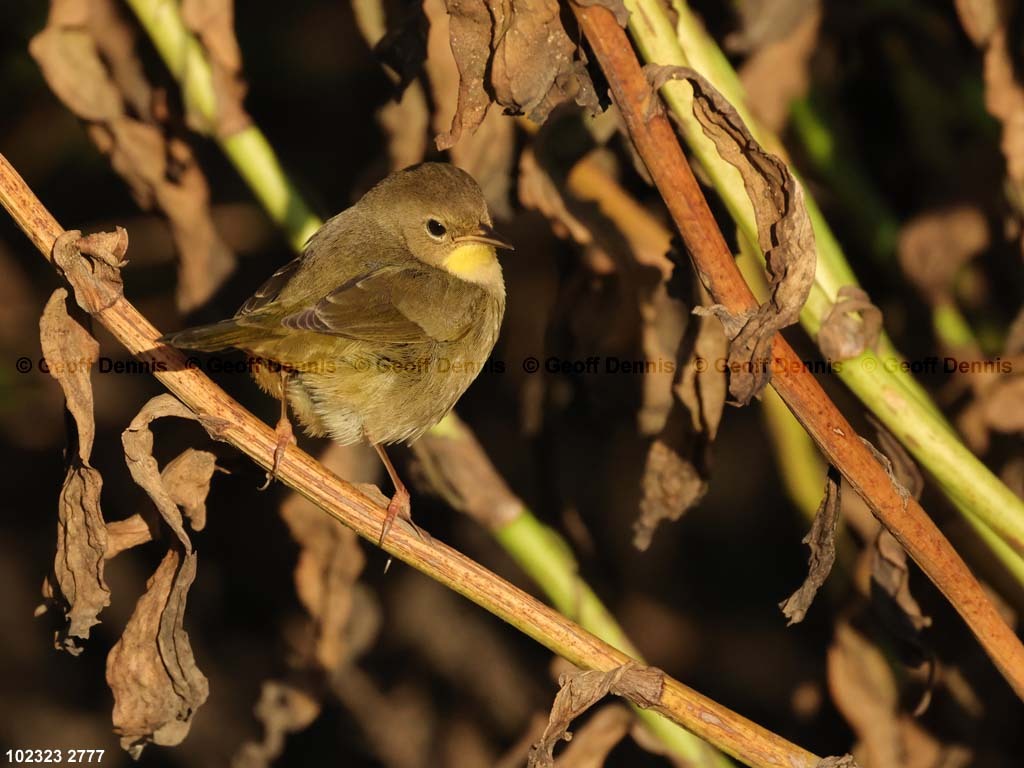 COYE-BG_Common-Yellowthroat