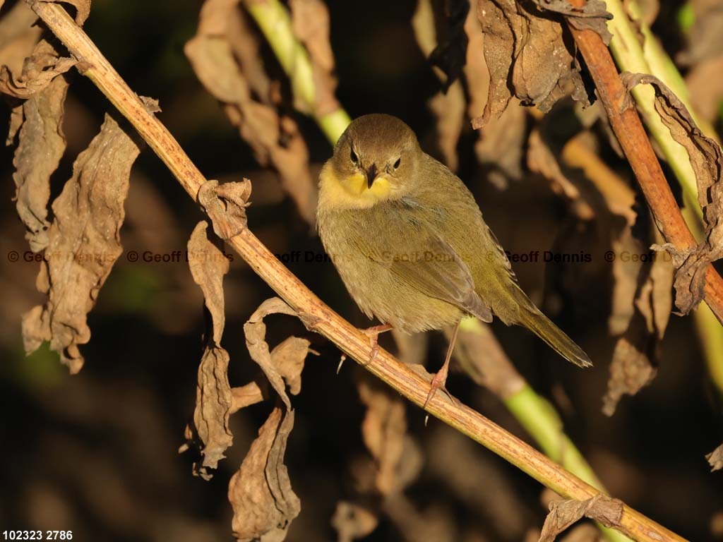COYE-BH_Common-Yellowthroat