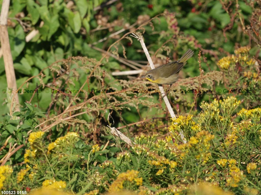 COYE-BI_Common-Yellowthroat