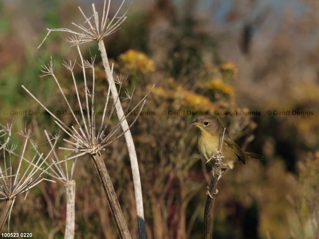 COYE-BK_Common-Yellowthroat